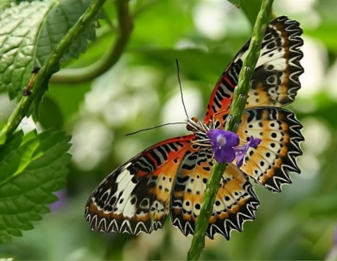 Мотылек с глазами на крыльях