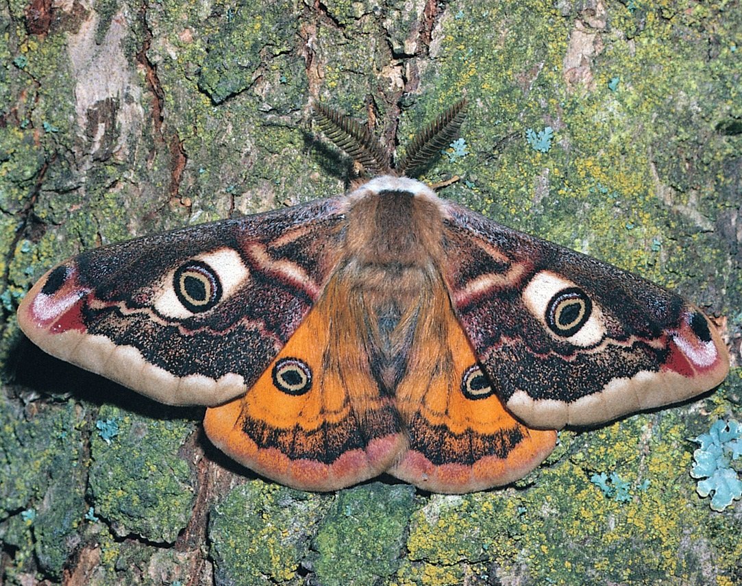 Giant Moth бабочка