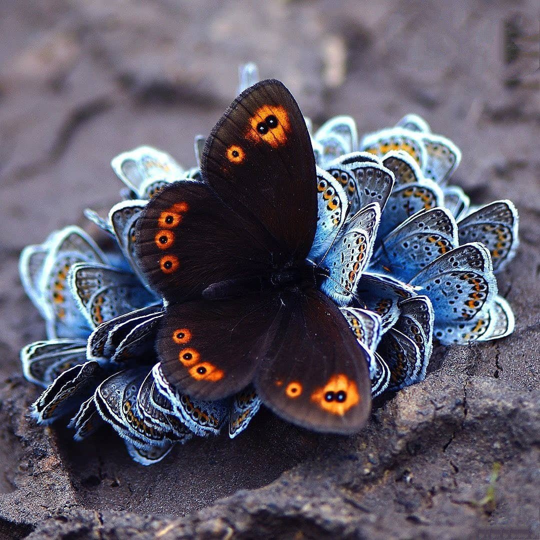 Синхронность в животном мире примеры