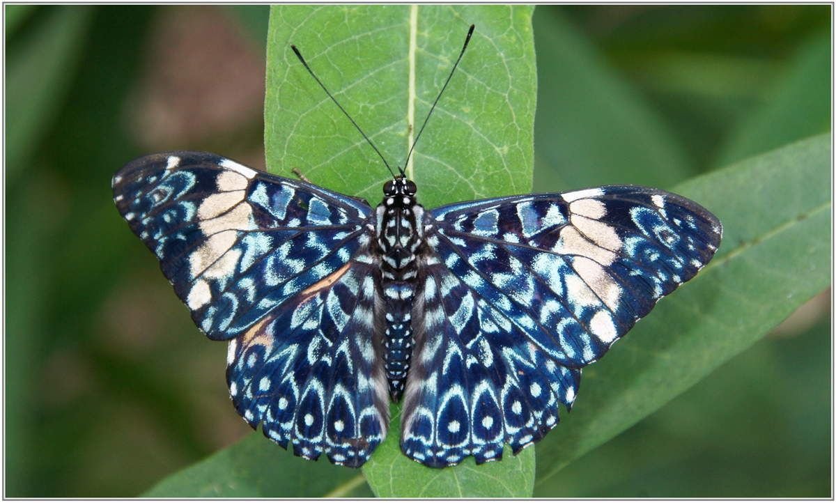 Виды бабочек и их названия