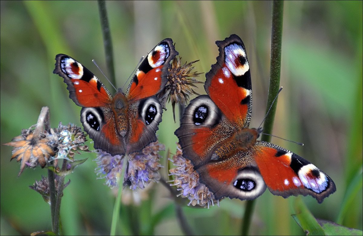 Fritillaries бабочка