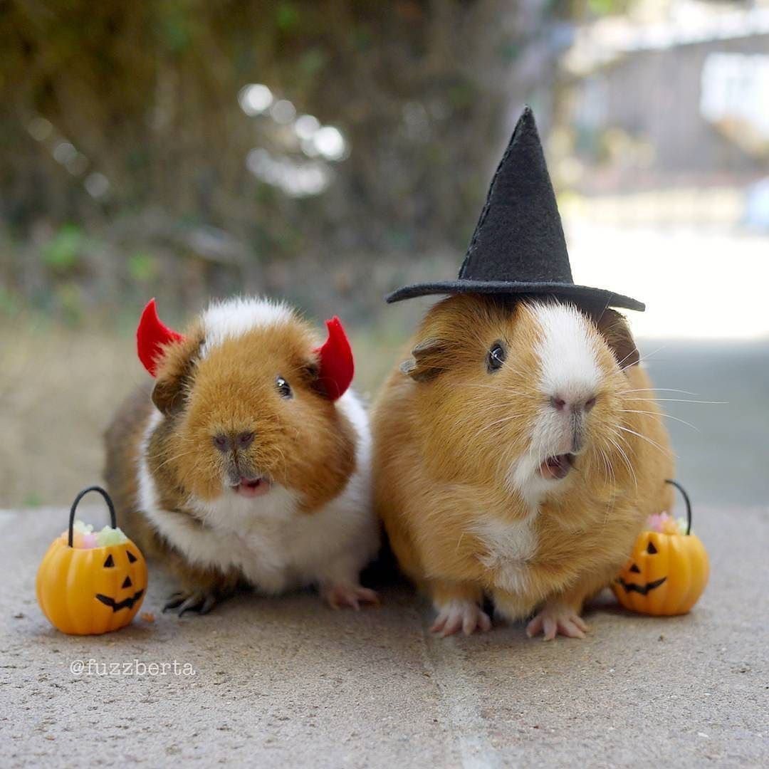 Забавные морские свинки