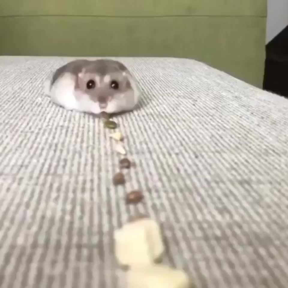 Мемы с хомяками милые