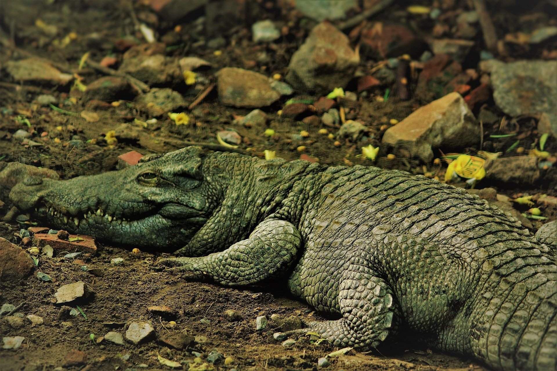 Время рептилий. Миссисипский Аллигатор. Кайман крокодил. Гребнистый крокодил. Пресмыкающие рептилии.