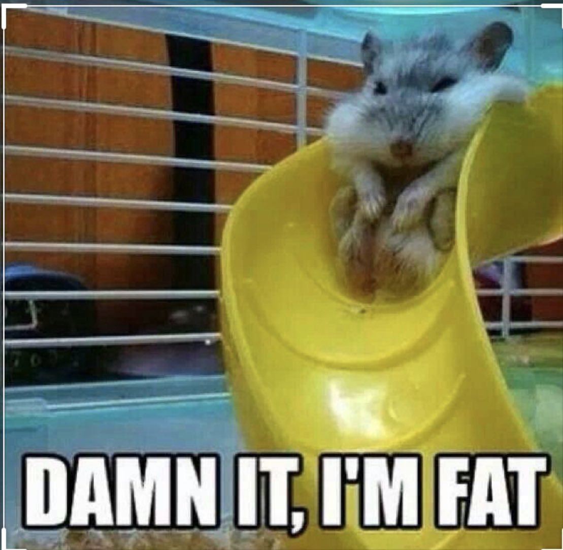 Мемы с хомяками