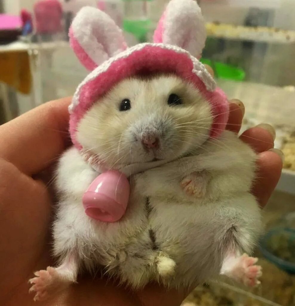 Милые хомяки