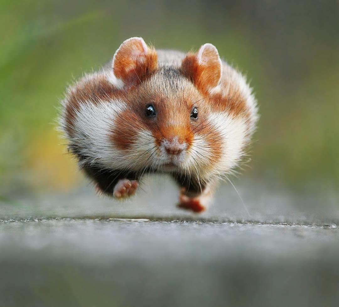 Хомяк бежит