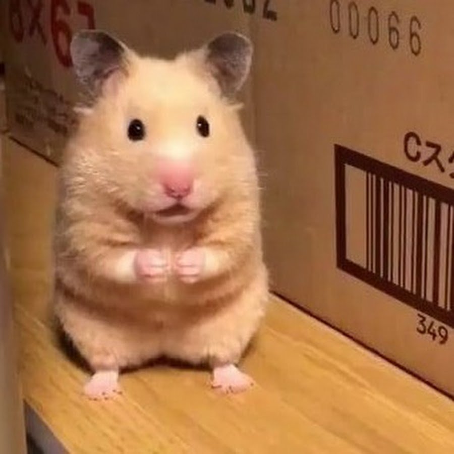 Мемы с хомяками
