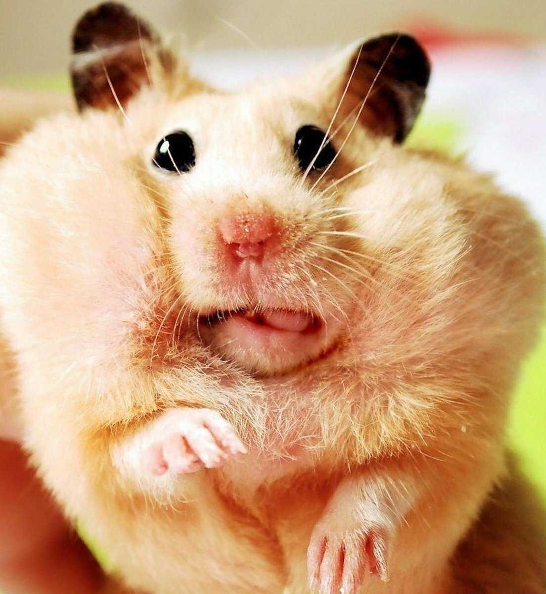 Хомяк с щеками