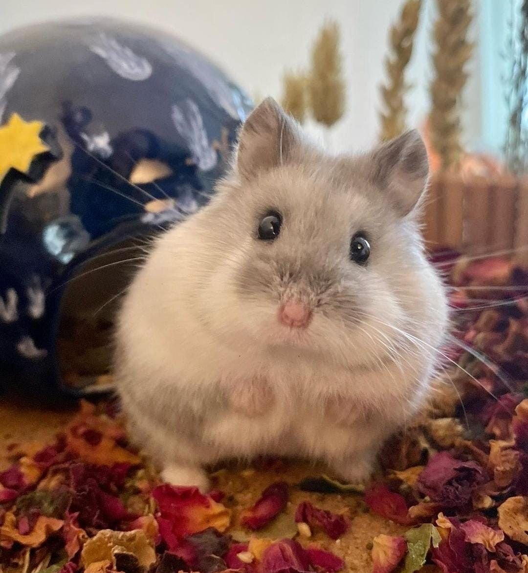 Упоротый хомяк