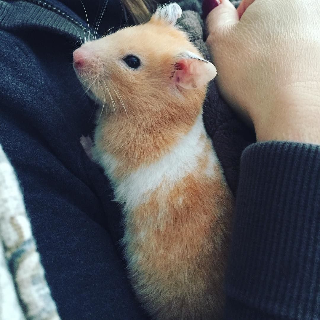 Сирийский хомячок детеныш