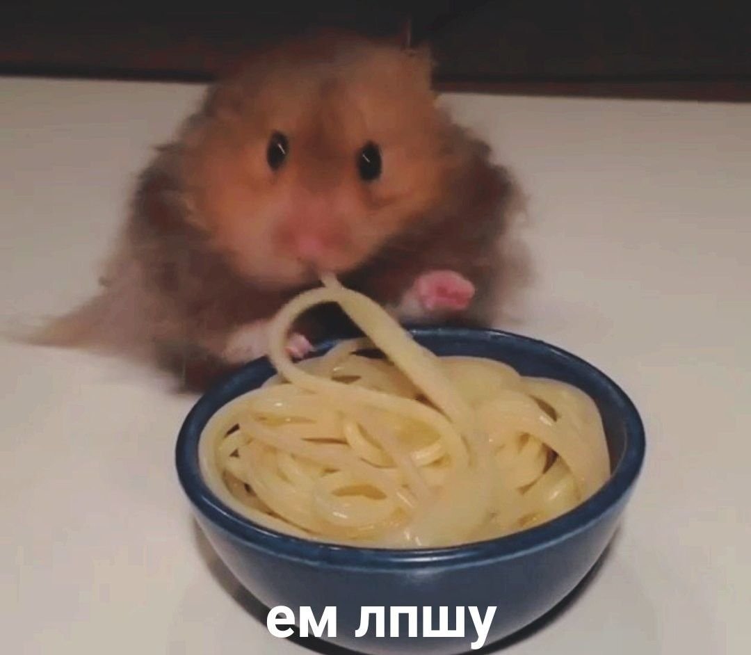 Смешной хомяк ест пиццу