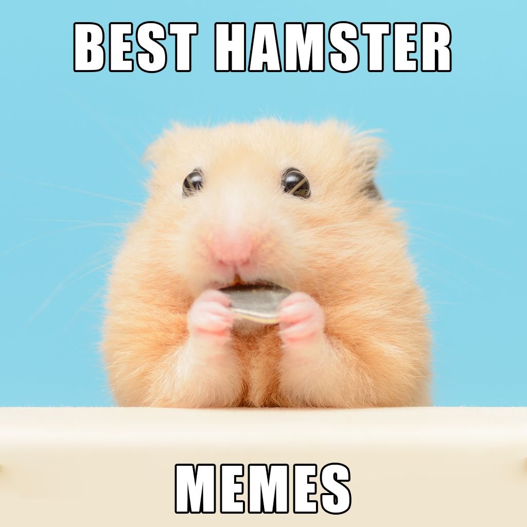 Hamster Balance