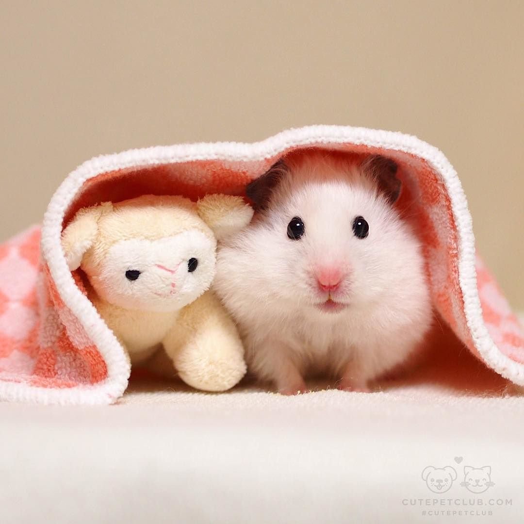 Хомячок и сюрприз