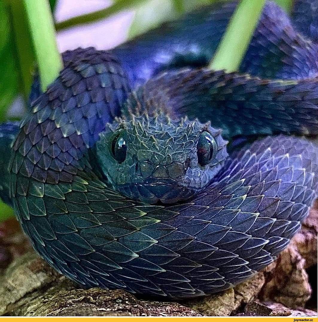 Колючая кустарниковая гадюка