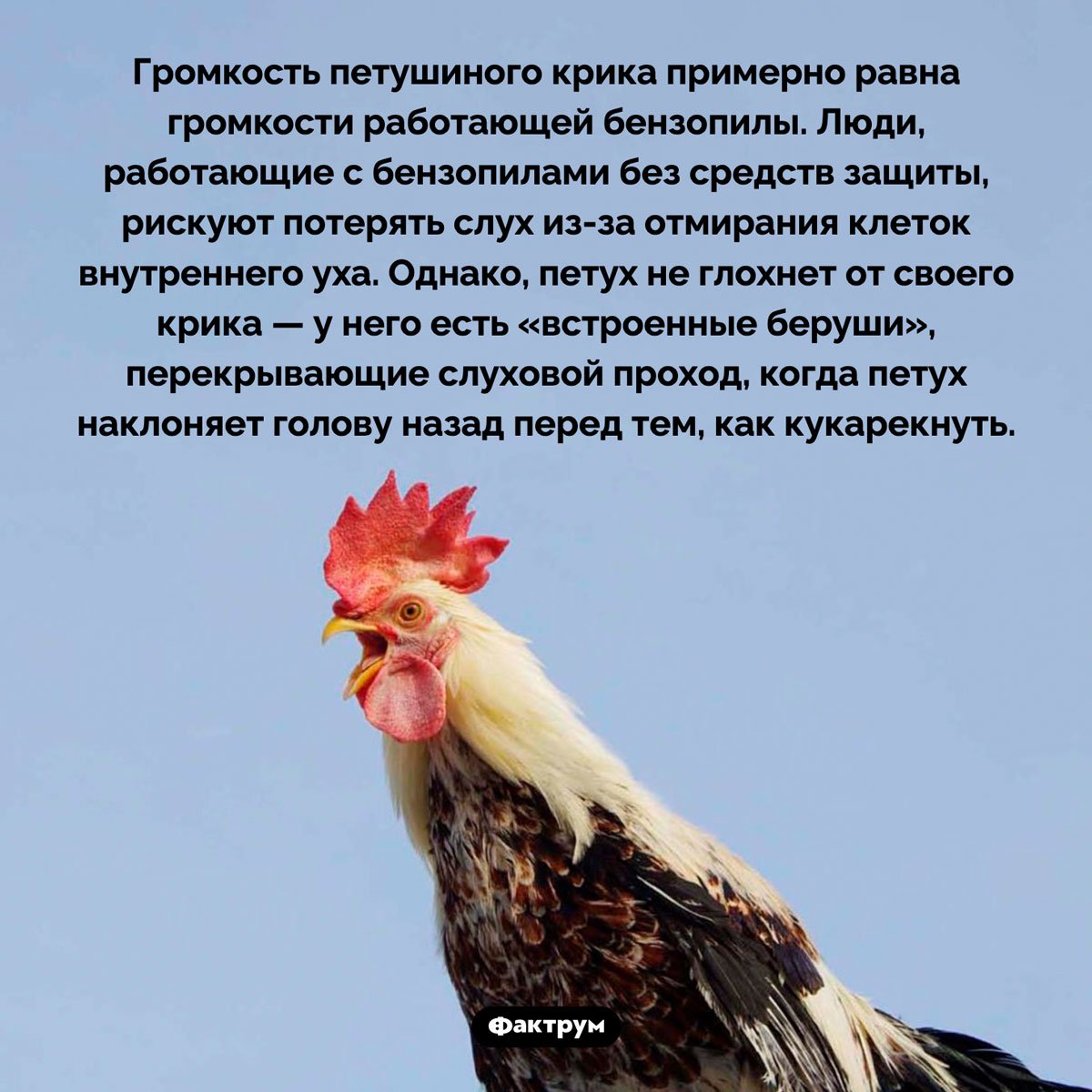 Интересные факты о курицах и петухах