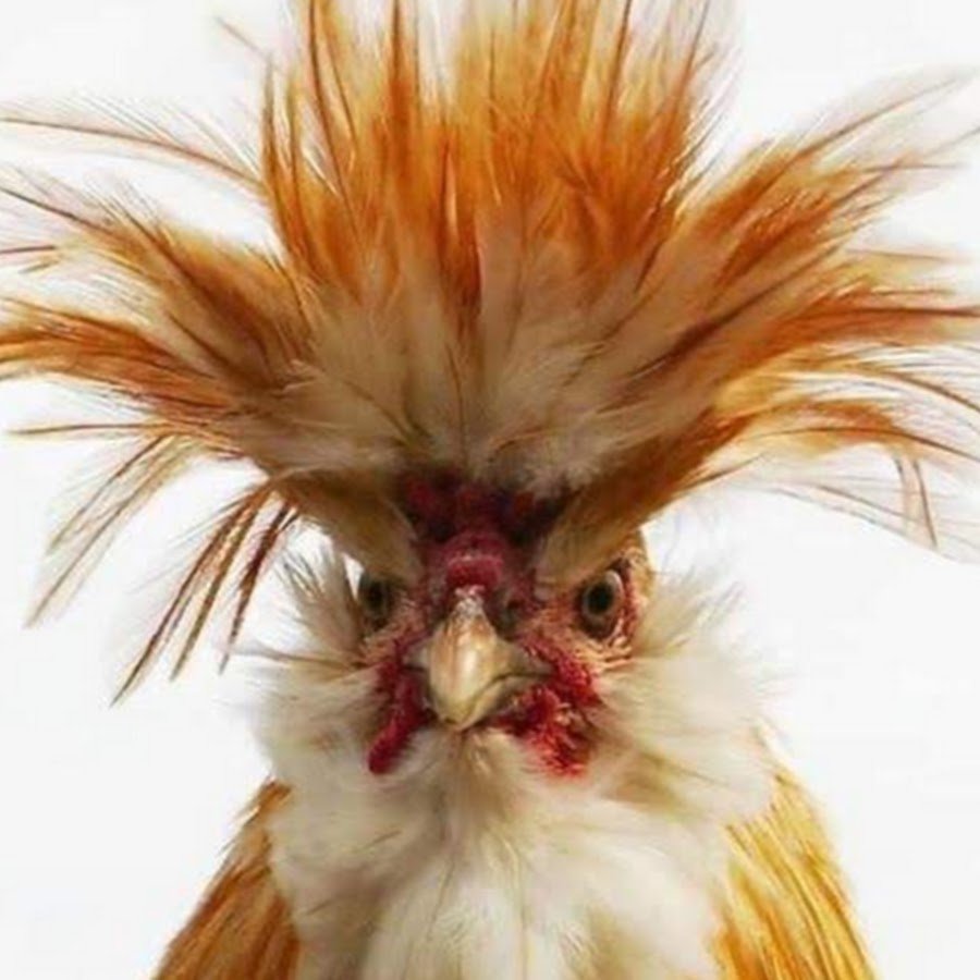 Взъерошенный петух
