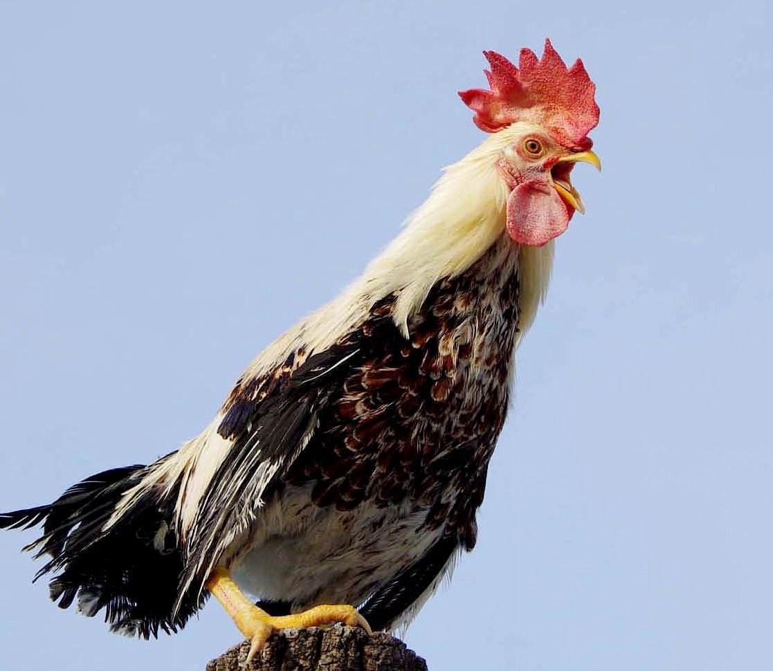 Петух поет