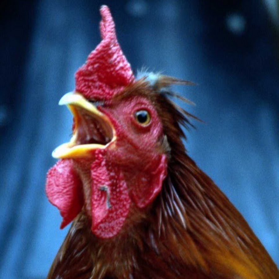Петух мемы