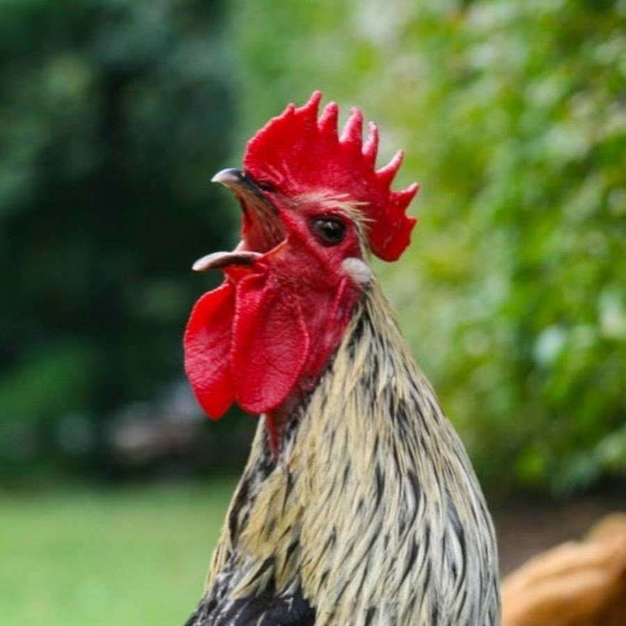 Петух кукарекает