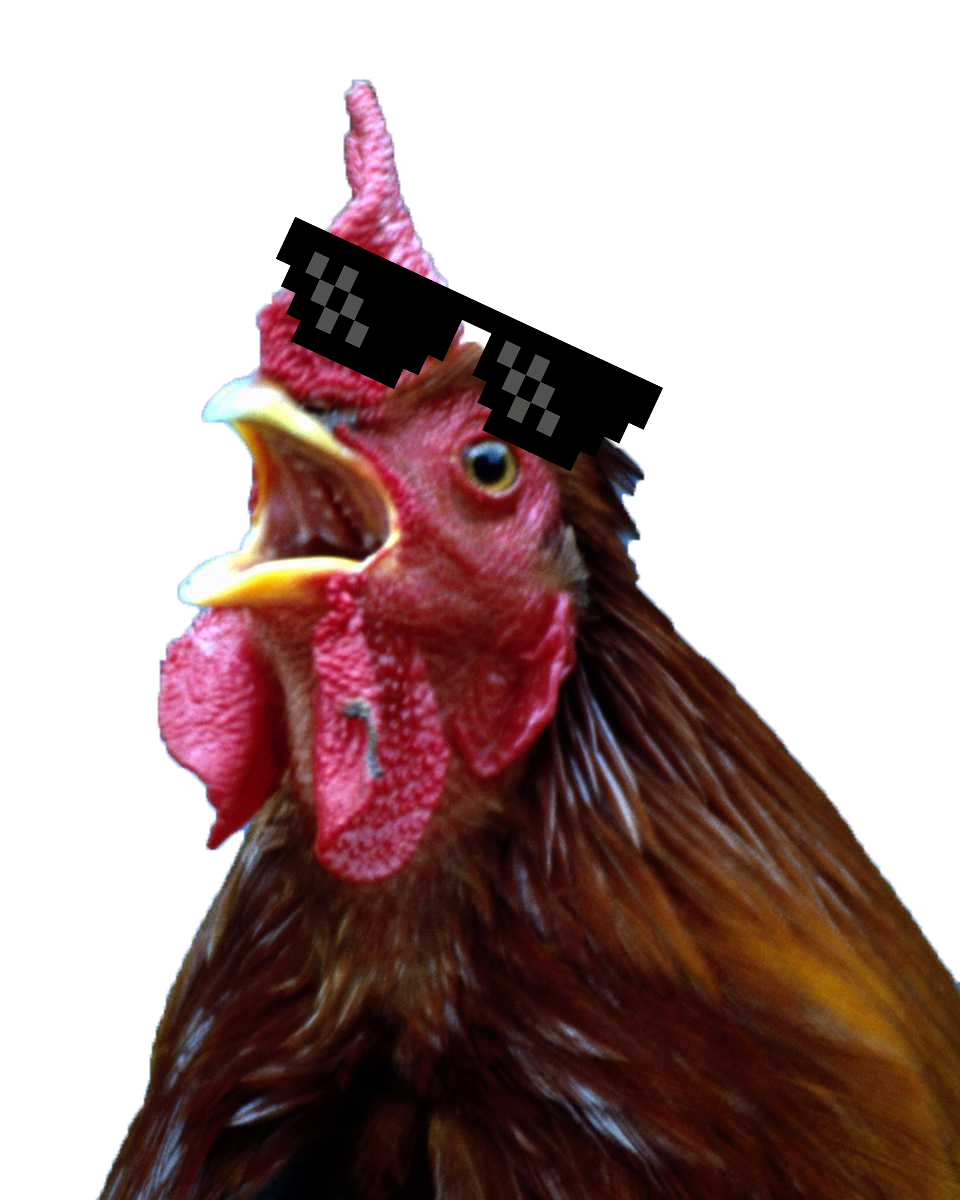 Курица кричит