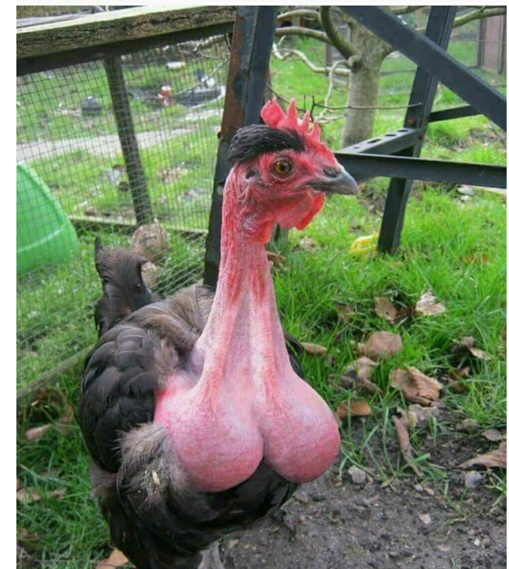 Петух прикол