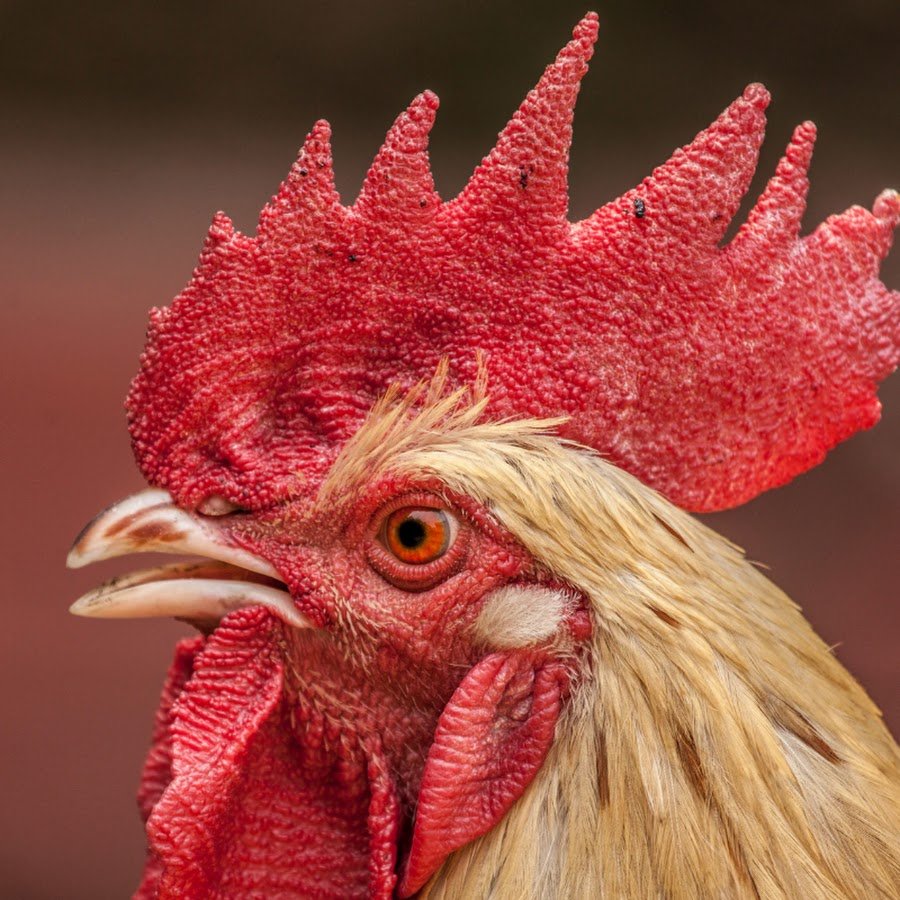 Голова петуха