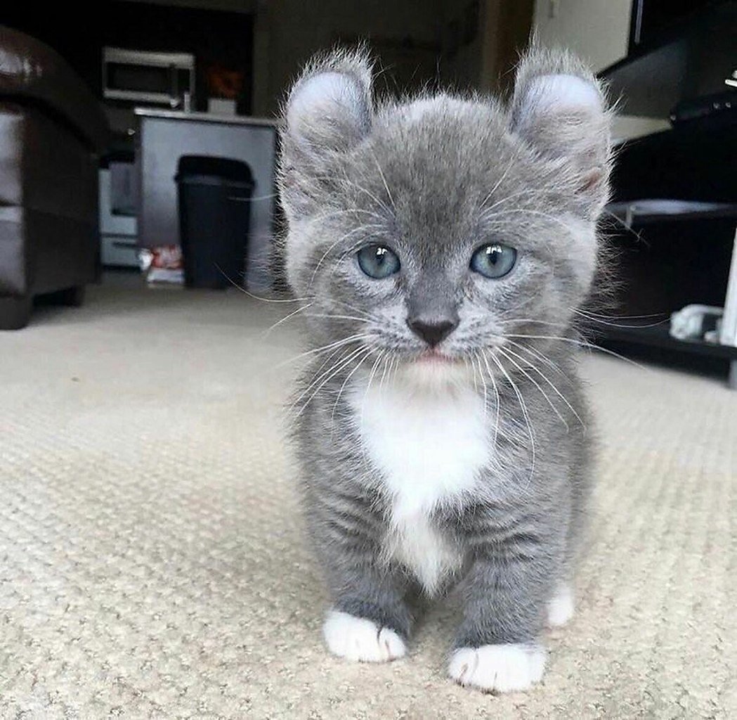 Порода кинкалоу