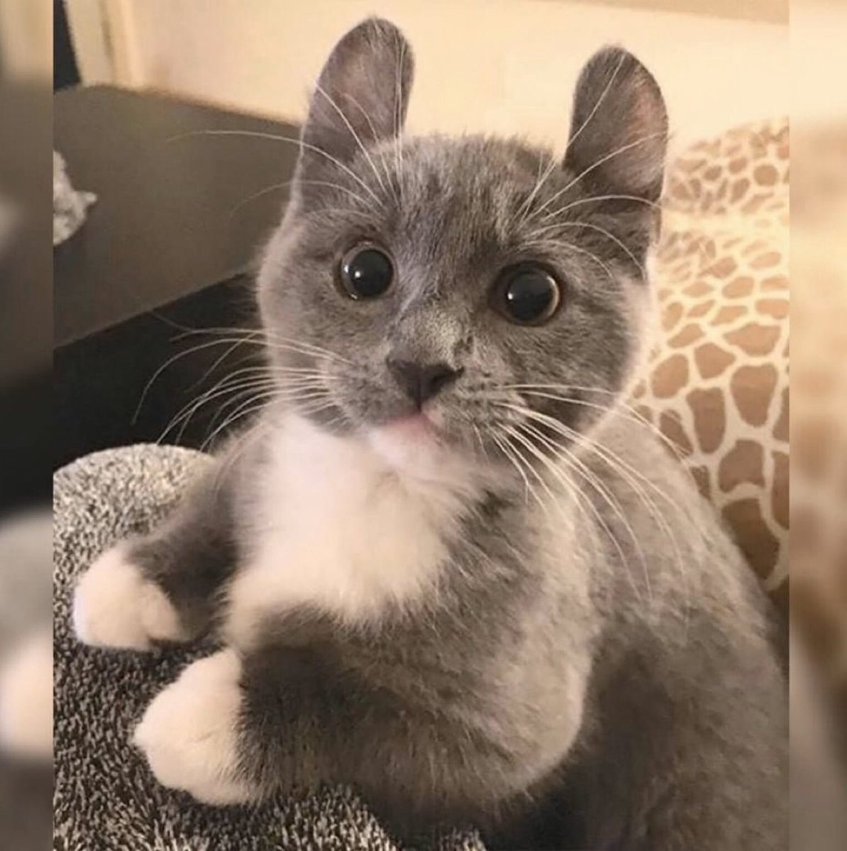 Порода кошек кинкалоу