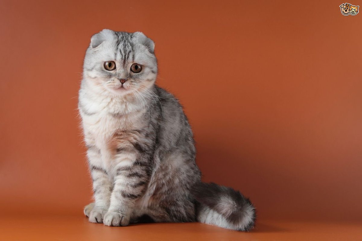 Скоттиш-фолд Шотландская вислоухая кошка