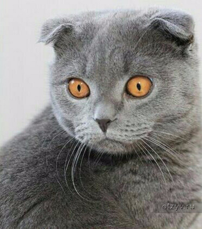 Шотландская вислоухая кошка серая с желтыми глазами