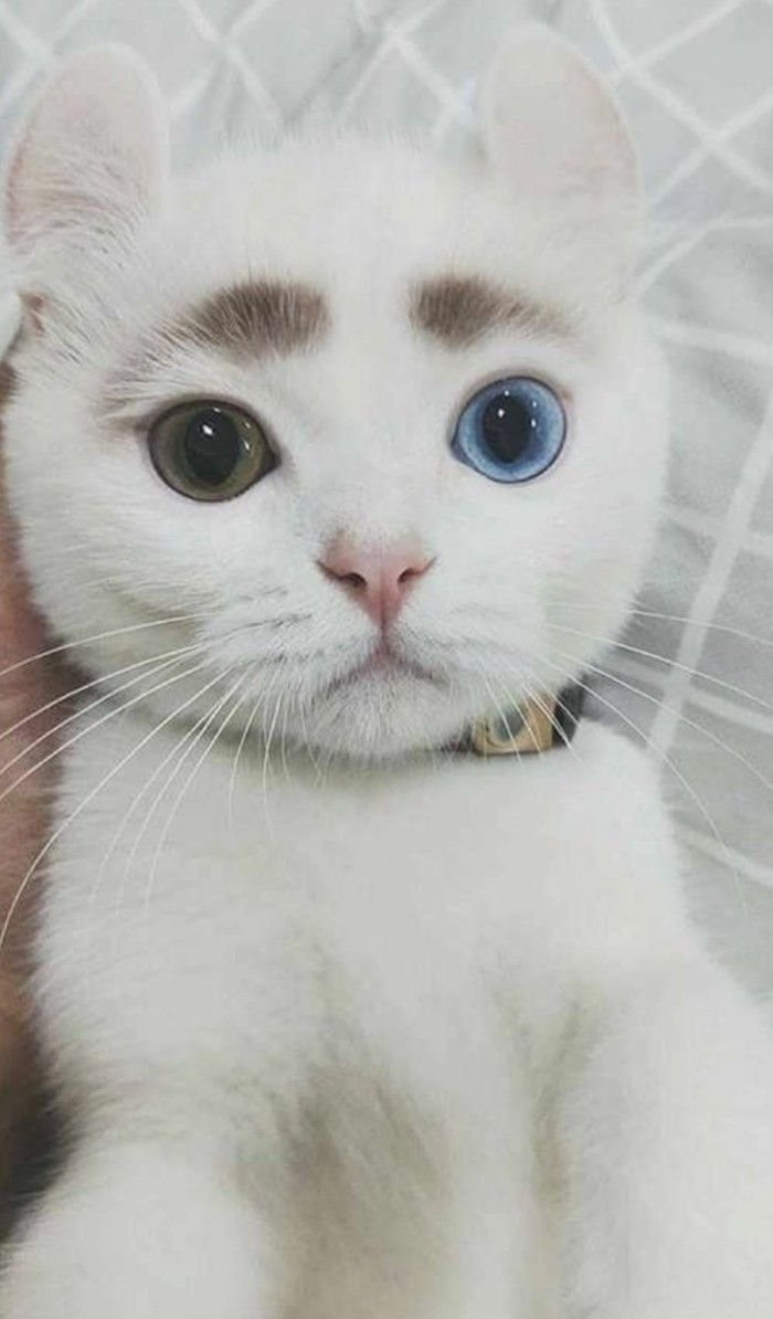 Котята с круглыми ушками