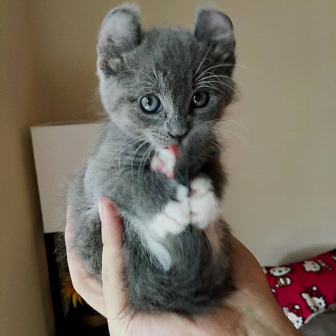 Порода кинкалоу