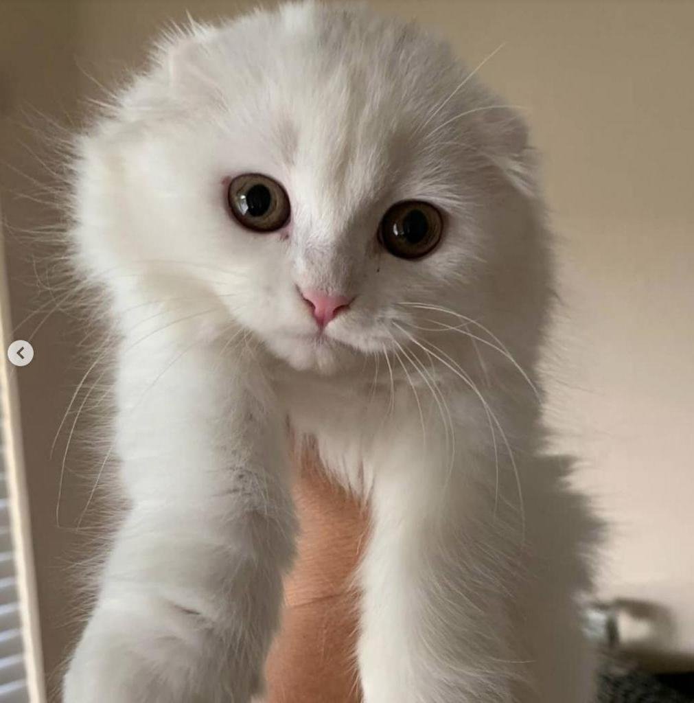 Шотландская вислоухая кошка белая