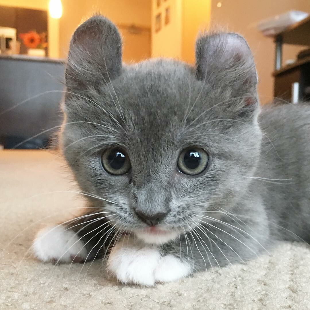 Манчкин кинкалоу