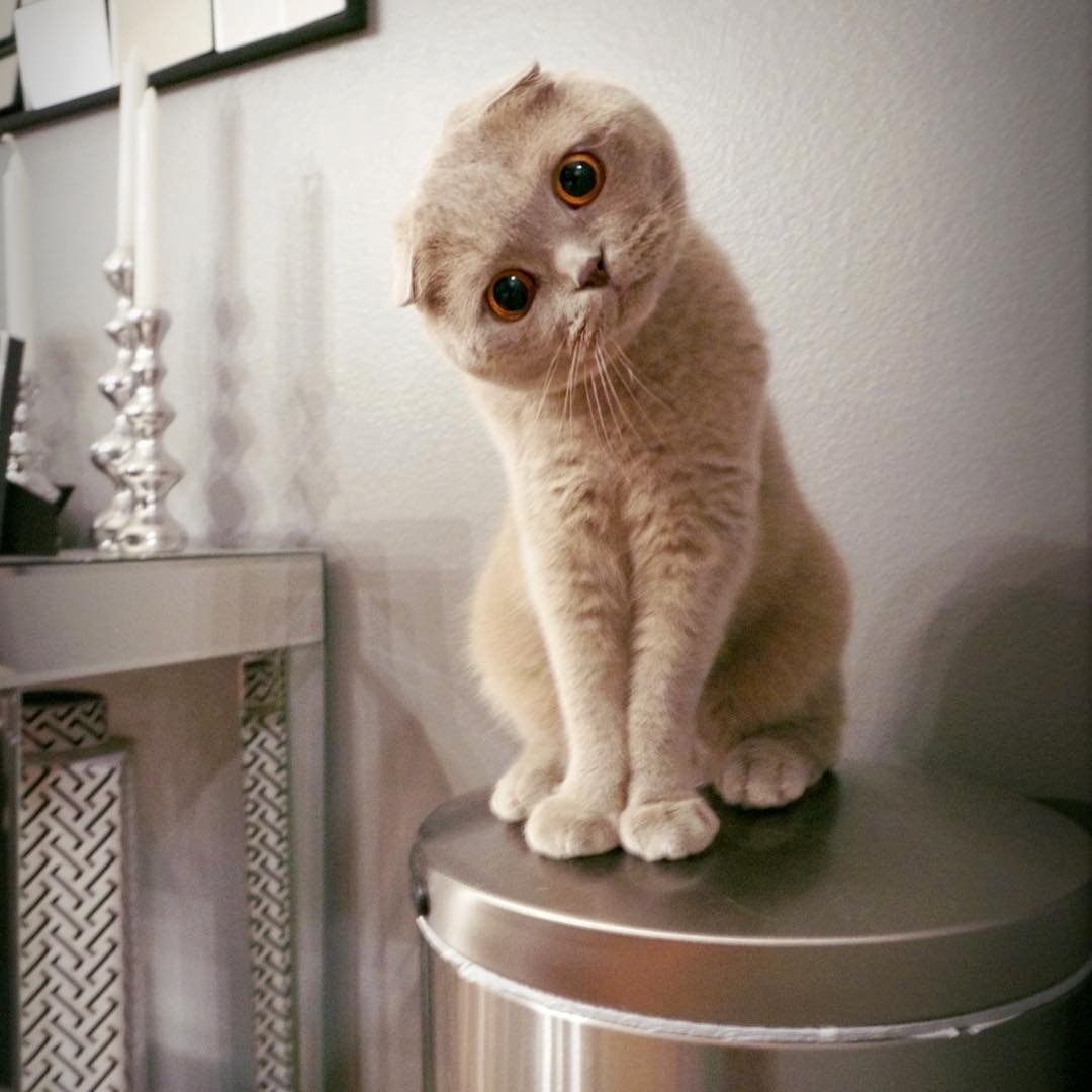Шотландская вислоухая кошка смешная