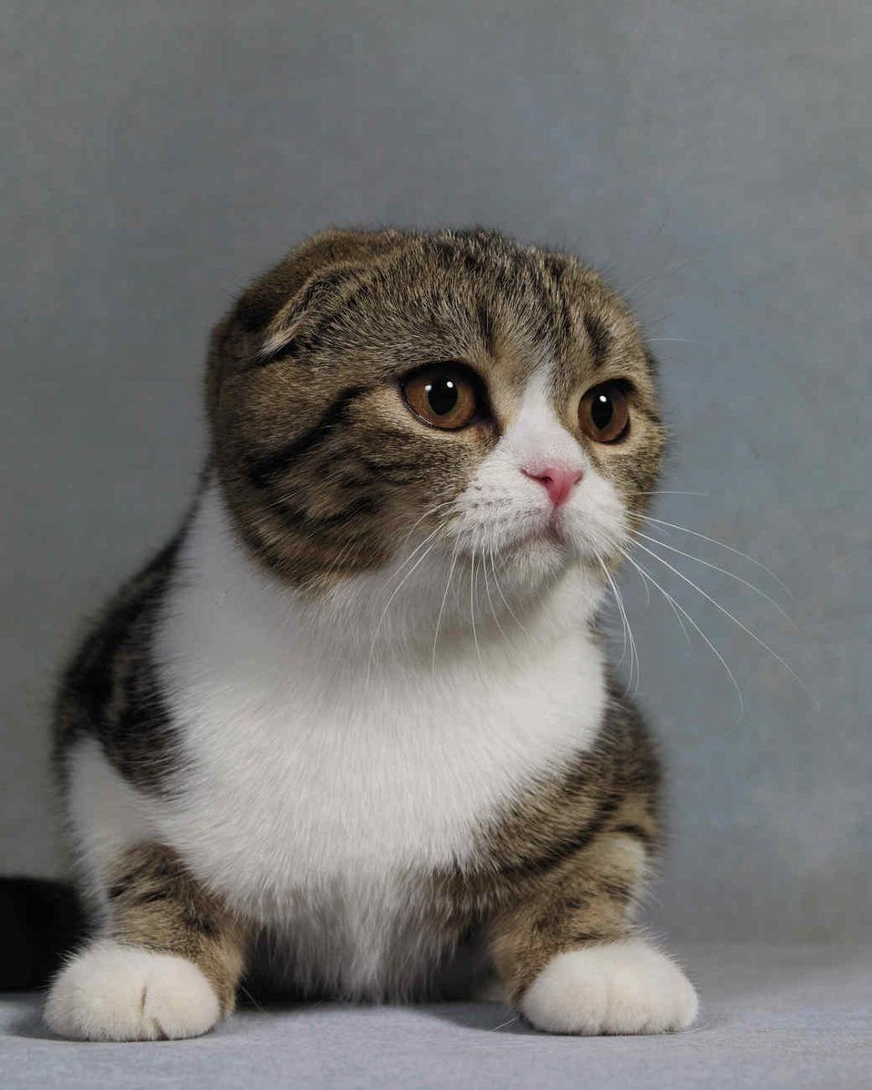 Манчкин кошка вислоухая