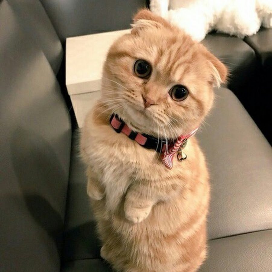 Милые котики приколы