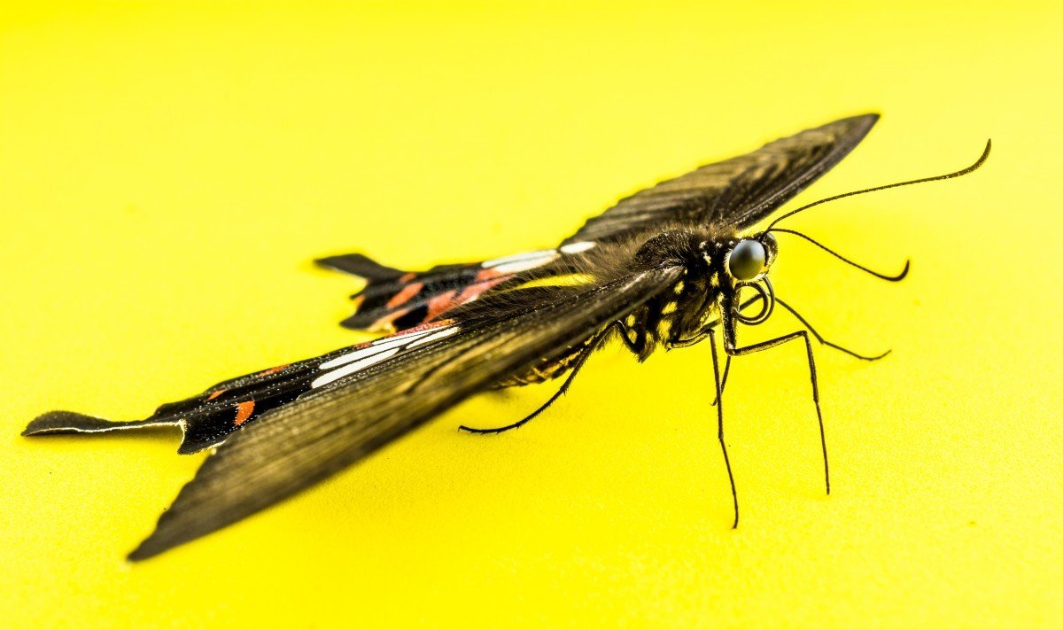 Летающее насекомое с длинным хвостом