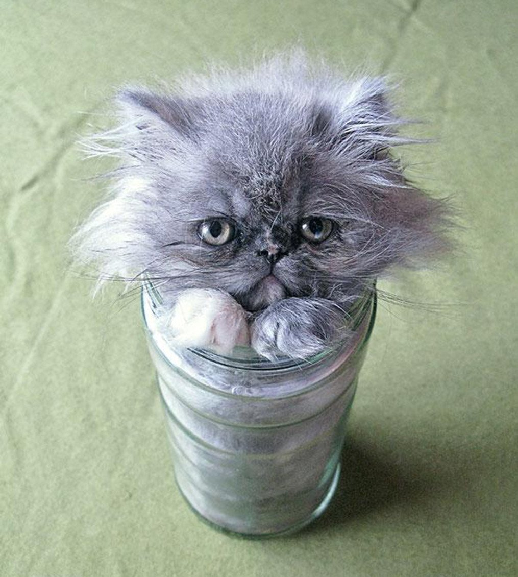 Котенок в банке