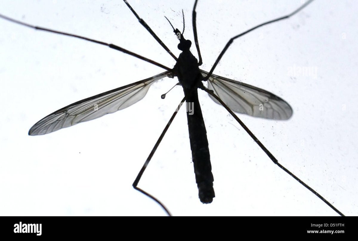 Черный комар