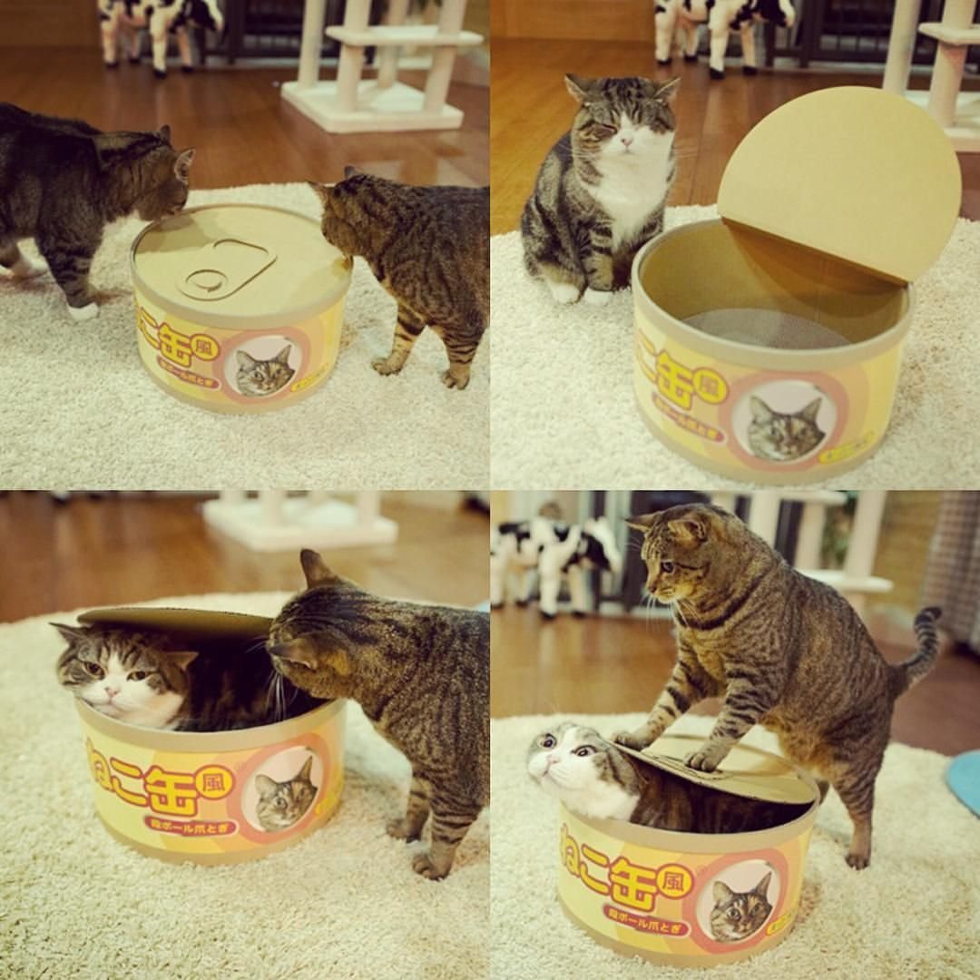 Кот в консерве