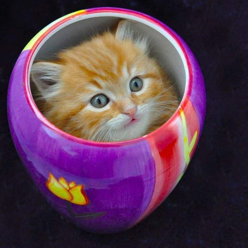 Котик в чашке