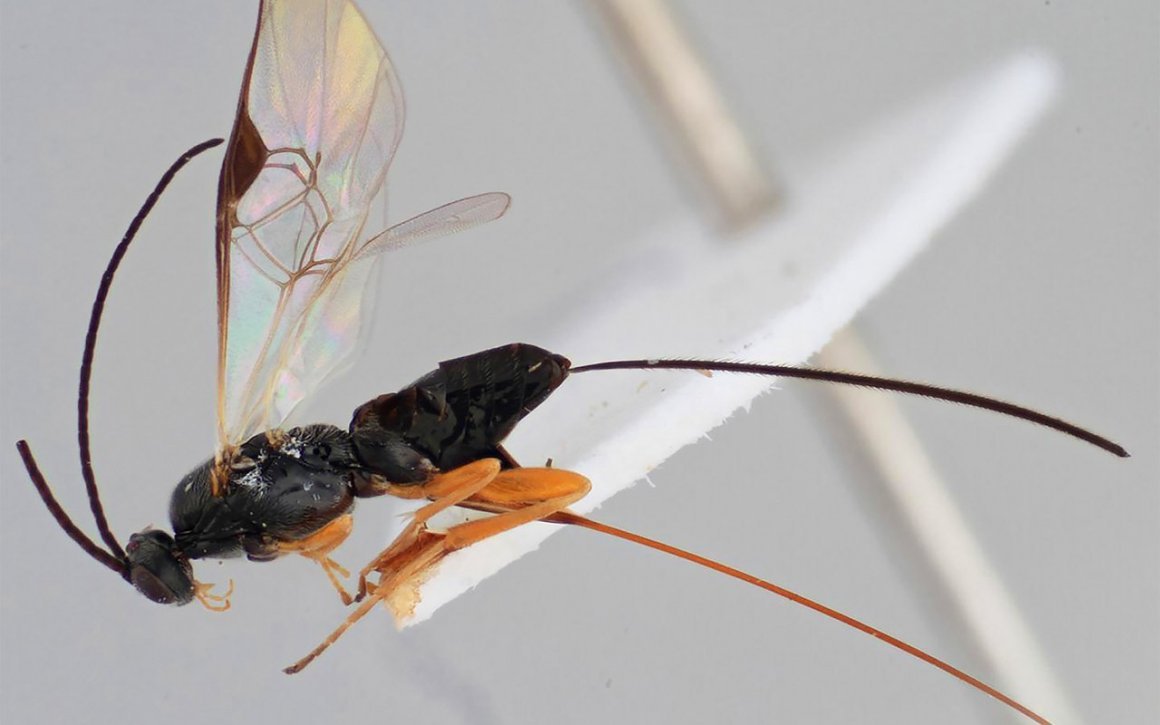 Оса паразит наездник