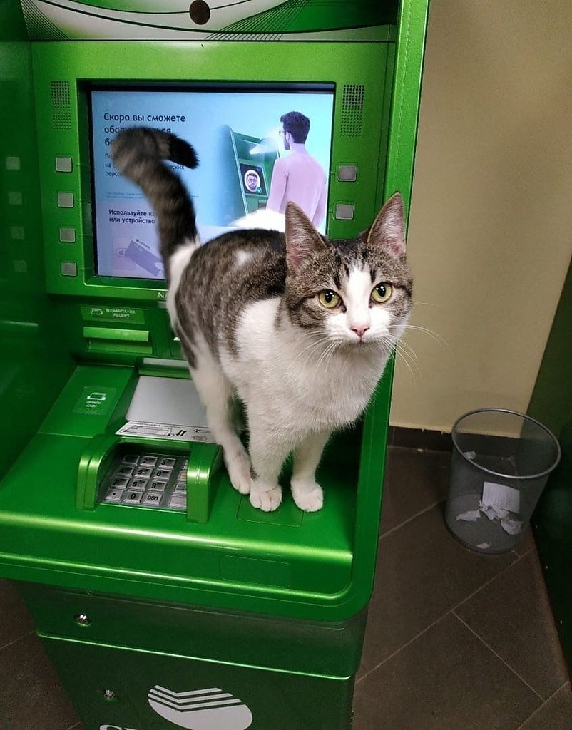 Котик Сбера