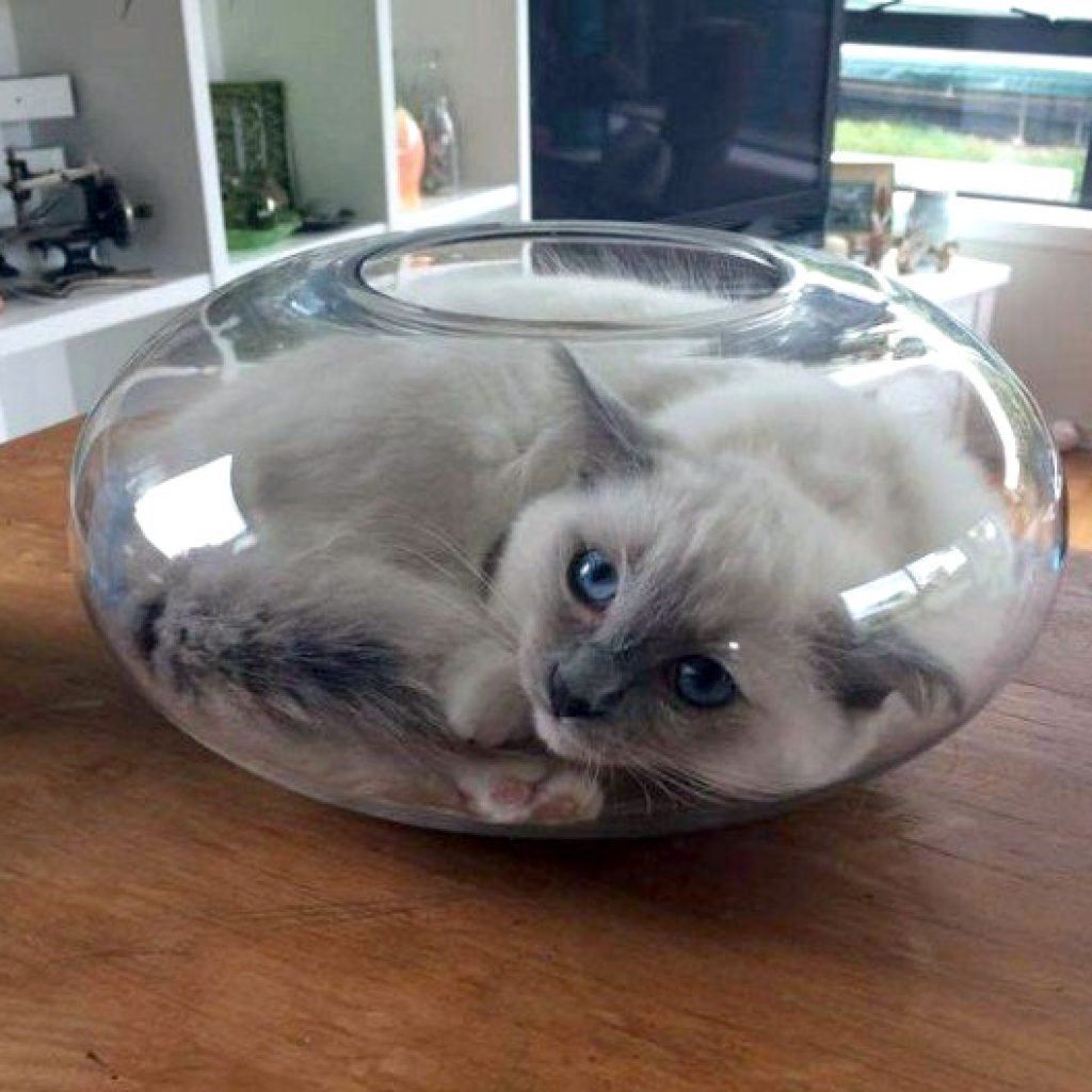 Коты это жидкость