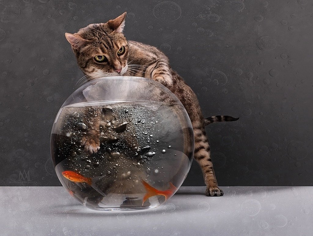 Котенок и аквариум