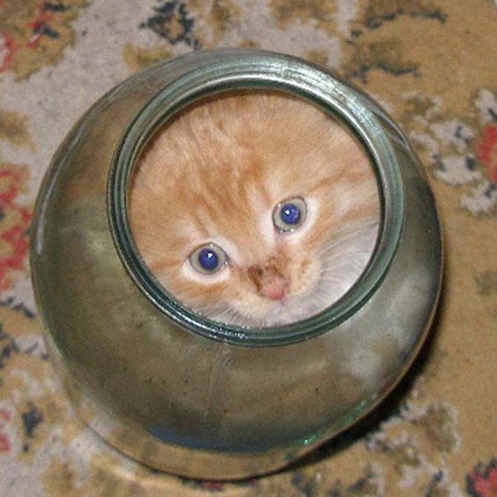 Кот в банке
