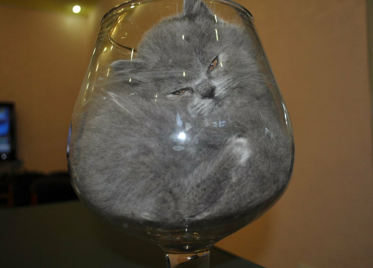 Кот в стакане