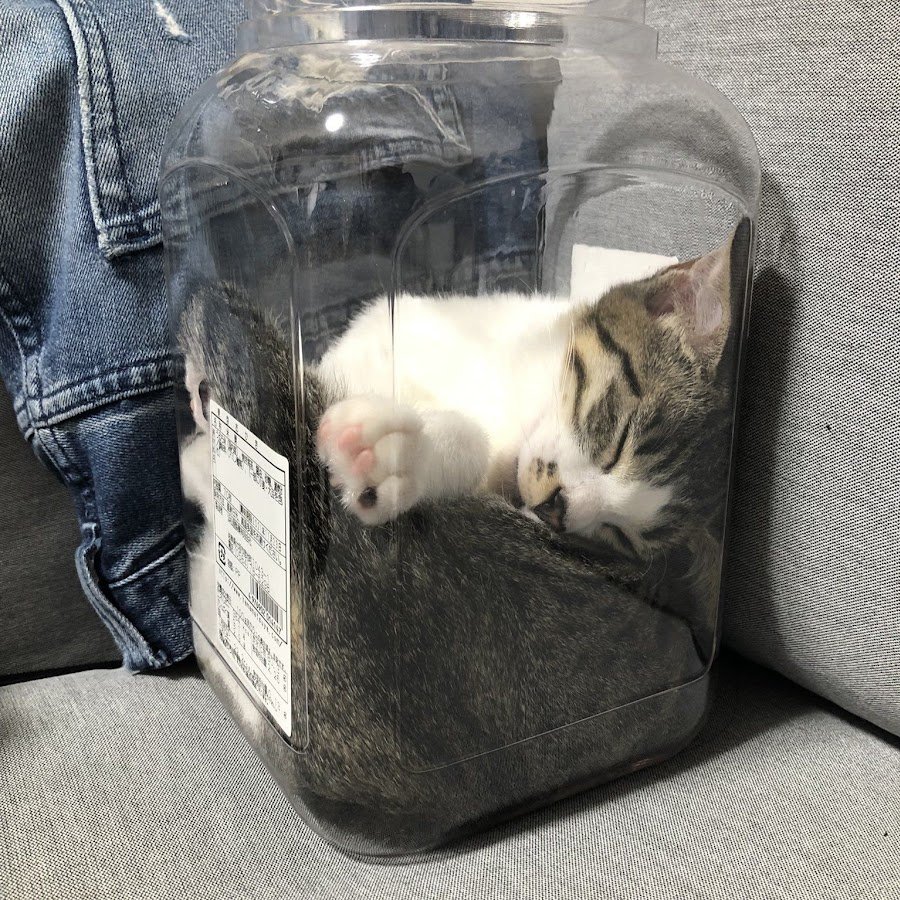 Кошка в банке